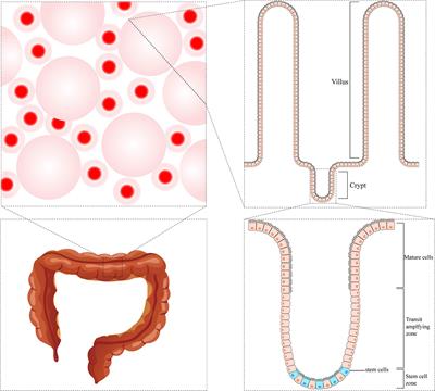 Emerging mechanisms progress of colorectal cancer liver metastasis